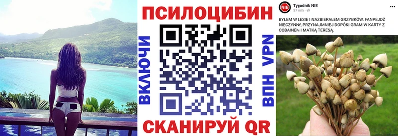Псилоцибиновые грибы Psilocybe Шарыпово